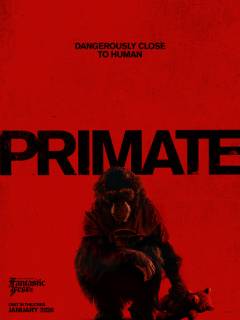 Primate