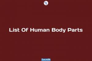List Of Human Body Parts