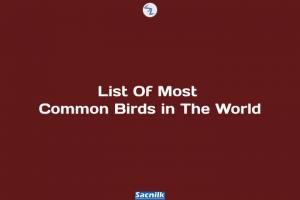List Of Most Common Birds in The World