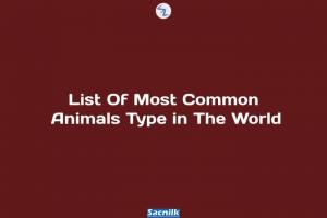 List Of Most Common Animals Type in The World