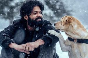 777 Charlie Box Office Collection | All Language | Day Wise | Worldwide